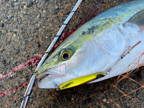 ワラサの釣果
