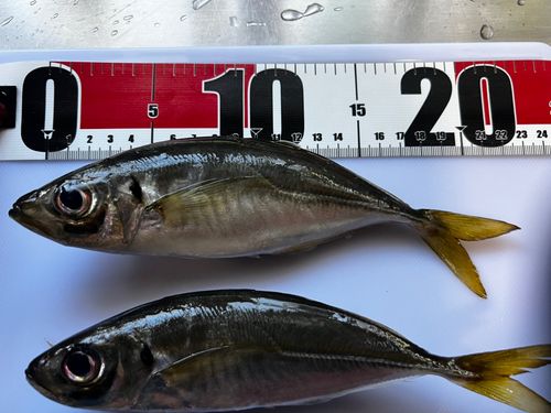 マアジの釣果