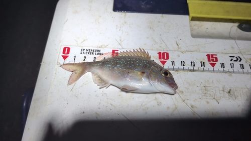 チャリコの釣果