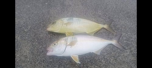 ショゴの釣果