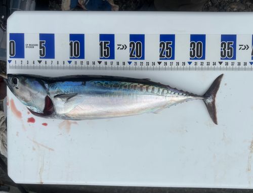 マルソウダの釣果