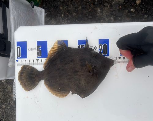 カワハギの釣果