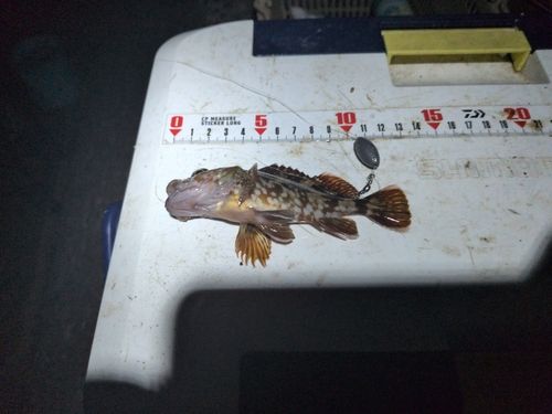 カサゴの釣果