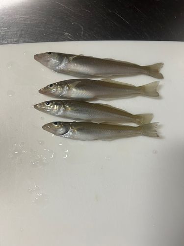 シロギスの釣果