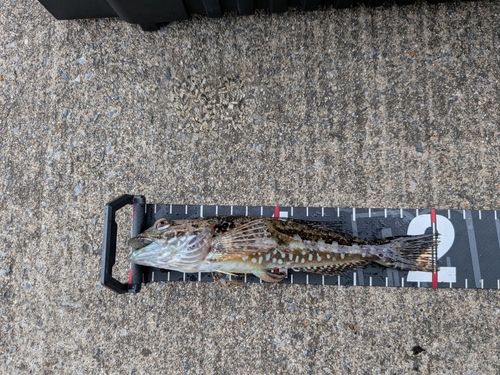 アナハゼの釣果