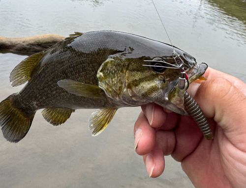スモールマウスバスの釣果