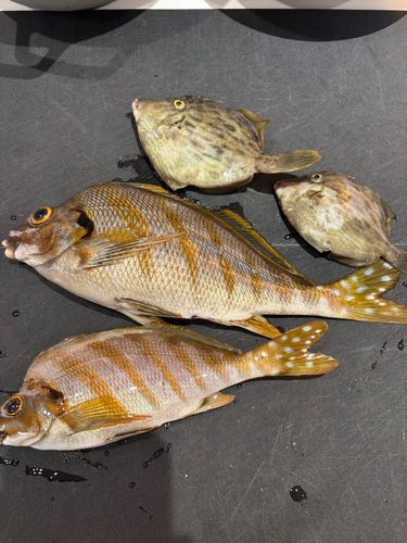 タカノハダイの釣果