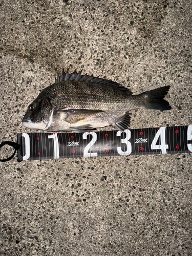 チヌの釣果