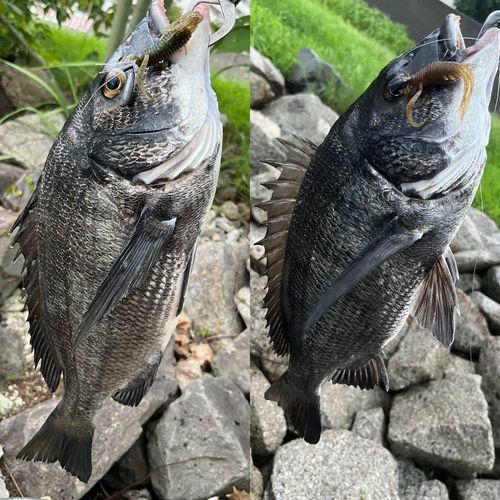 クロダイの釣果