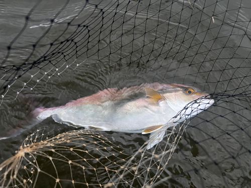ショゴの釣果