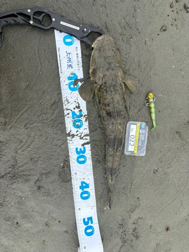 マゴチの釣果