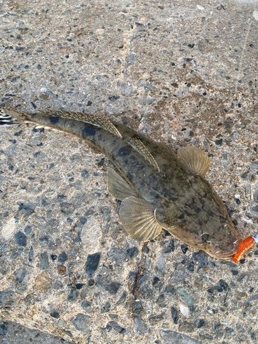 マゴチの釣果