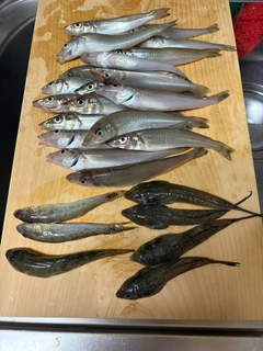 キスの釣果