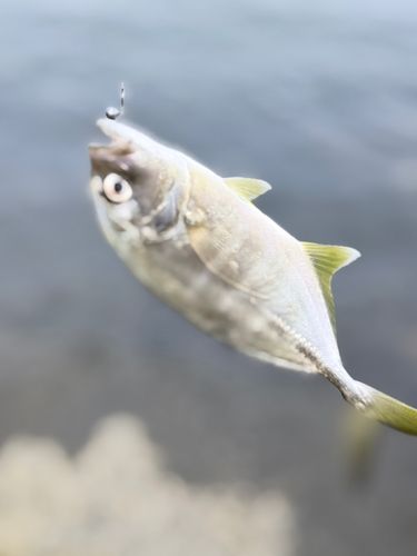 メッキの釣果