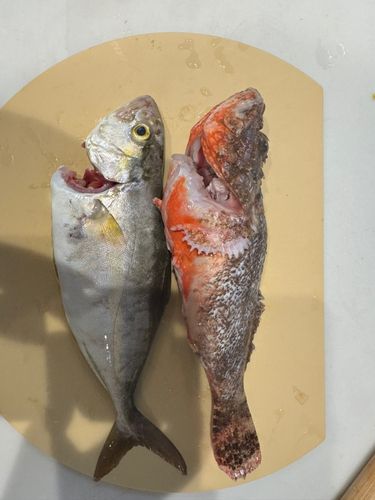 ネリゴの釣果