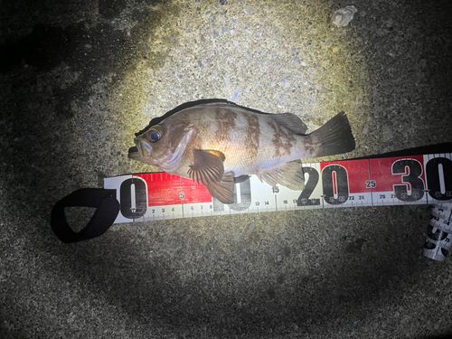 シロメバルの釣果