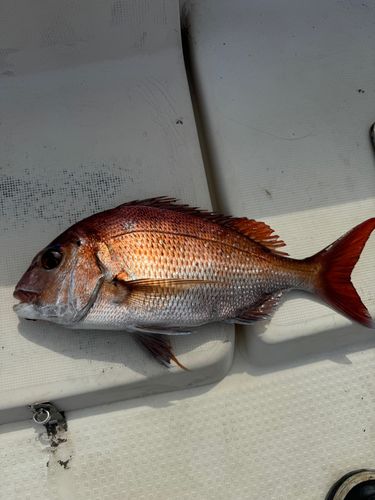 タイの釣果