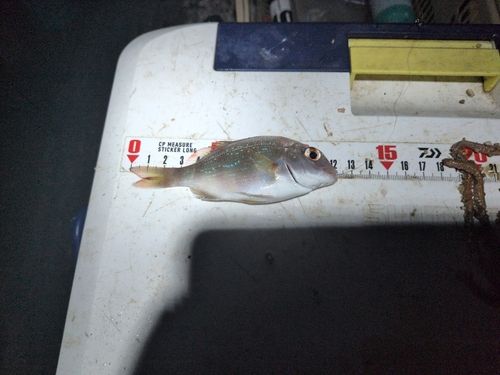 チャリコの釣果