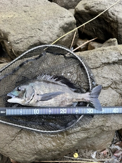 チヌの釣果