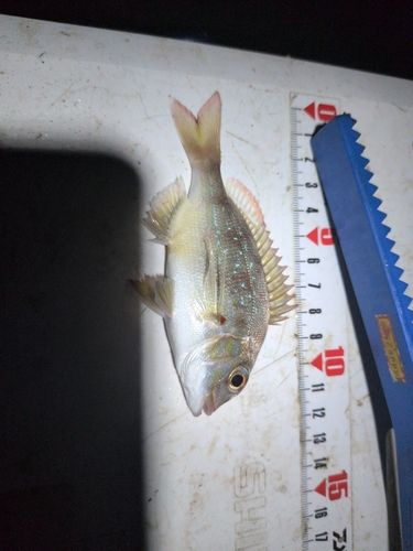 チャリコの釣果