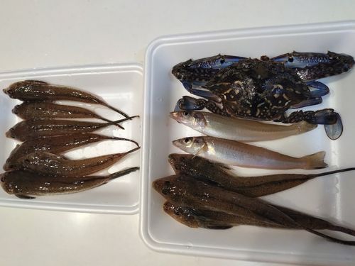 キスの釣果