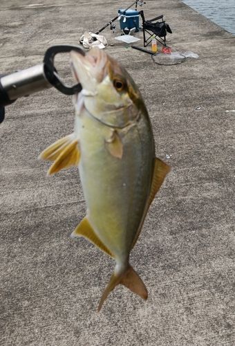 ショゴの釣果
