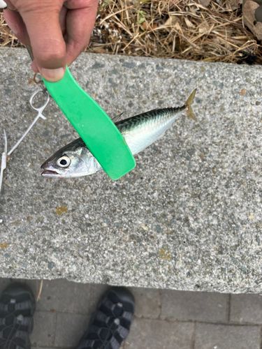サバの釣果