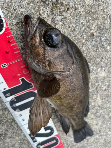 メバルの釣果