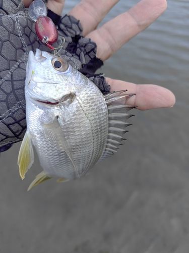 キビレの釣果