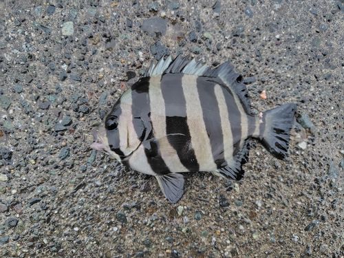 サンバソウの釣果