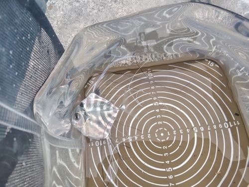 イトヒキアジの釣果