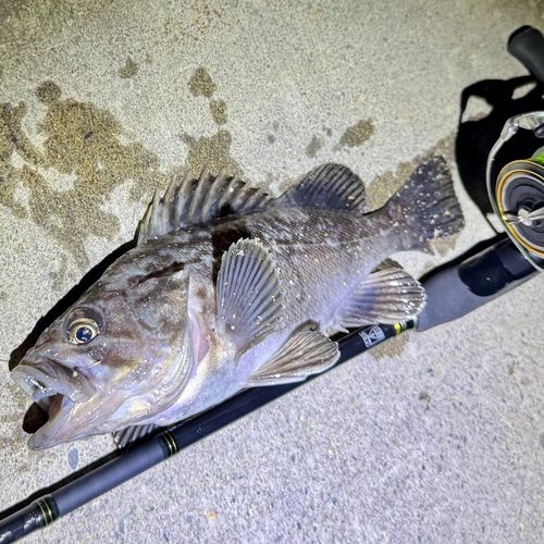 クロソイの釣果