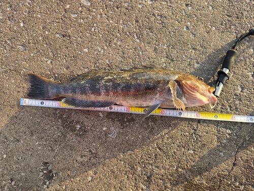 アイナメの釣果