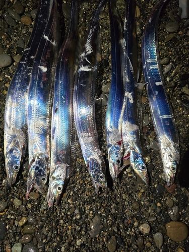 タチウオの釣果