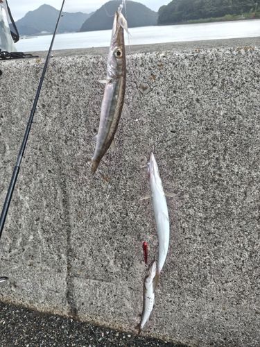 ヤマトカマスの釣果
