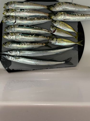 イワシの釣果