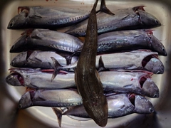 ソウダガツオの釣果