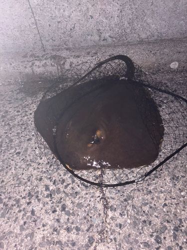 エイの釣果