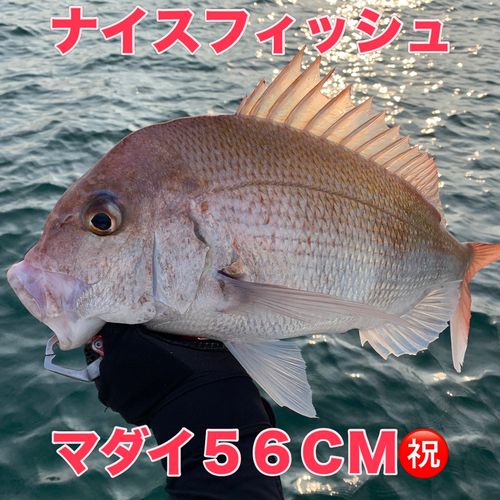 マダイの釣果