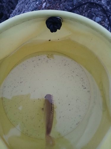 シタビラメの釣果