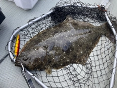 ヒラメの釣果