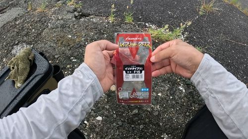ハゼの釣果