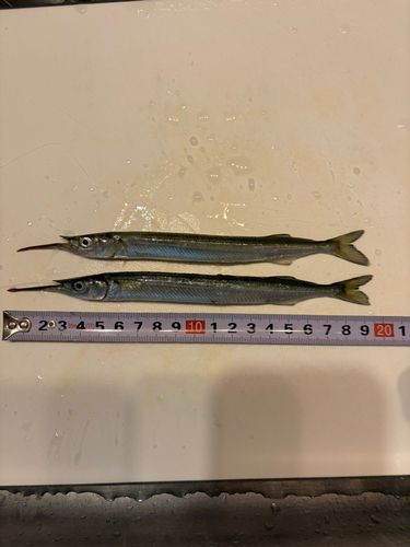 サヨリの釣果