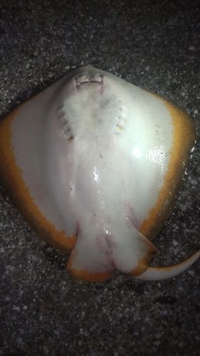 エイの釣果