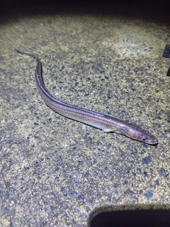 マアナゴの釣果