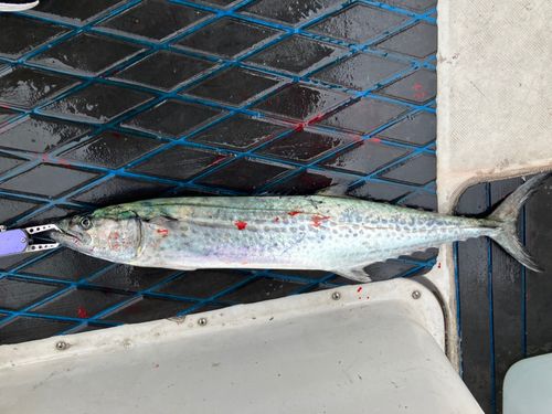 サワラの釣果