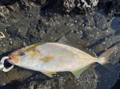 ショゴの釣果