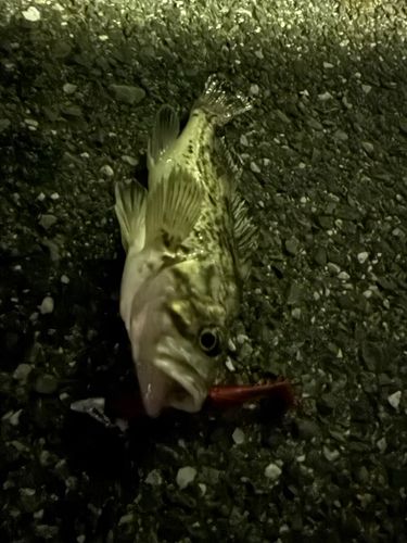 クロソイの釣果