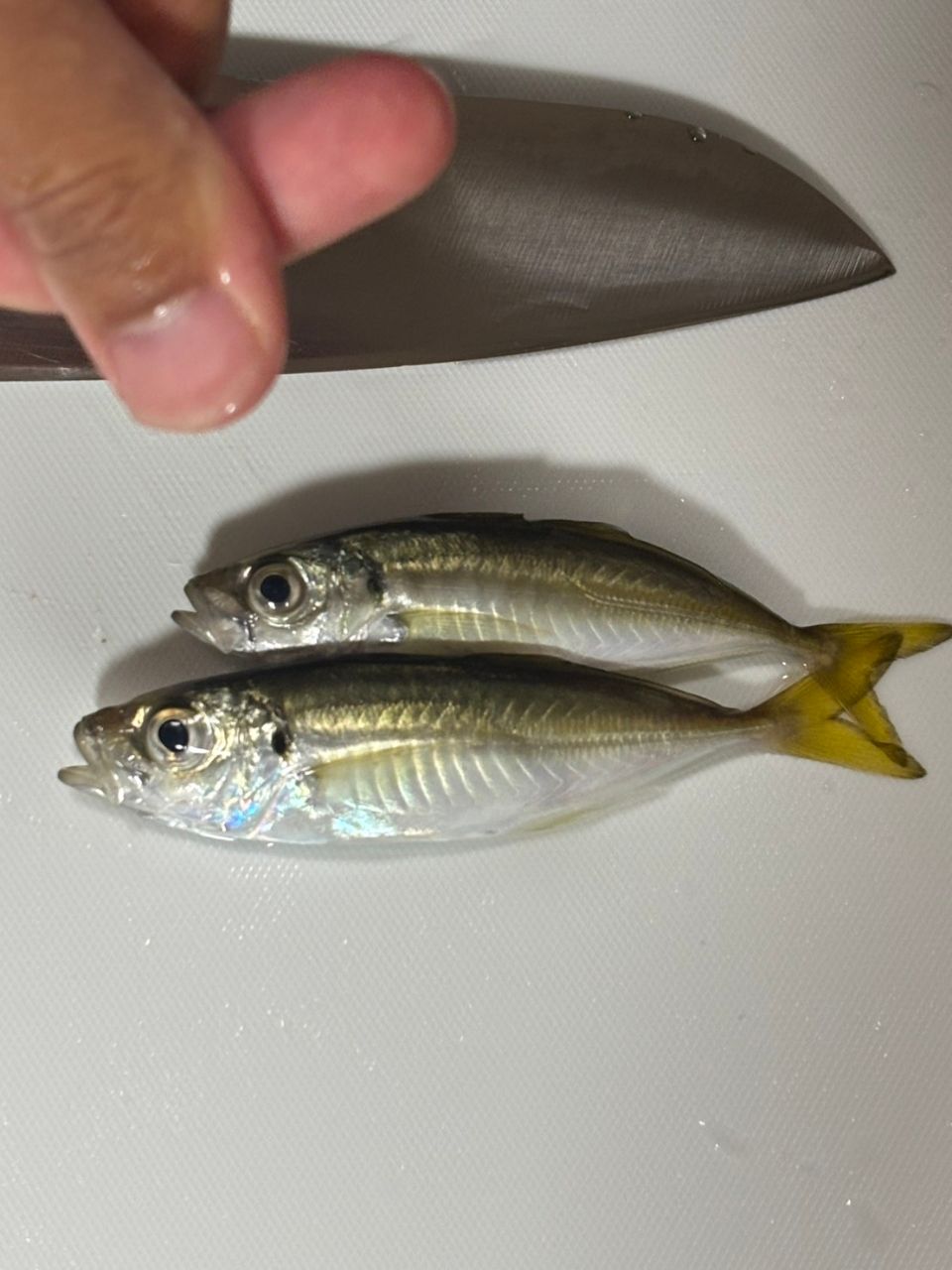 SHIMANO 23ルアーマチック（ソルトルアー推奨モデル） S100MHの釣果