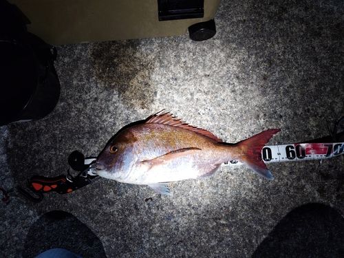 タイの釣果